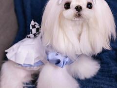 -萌宠之家·腊肠犬·马尔泰·小体犬舍