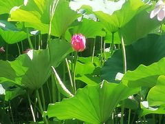 -长春市南湖公园