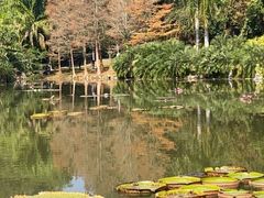 -中国科学院西双版纳热带植物园