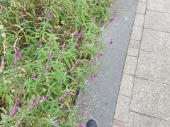 -白鹭湾湿地公园