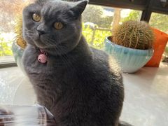 -PETKIT 小佩宠物·低压洗护·美容·寄养(安远店)