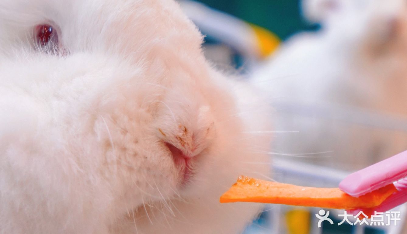 萌宠家族进商城了🔥还有二师兄🐷太可爱了‼️口水都从嘴角流了下来