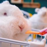 萌宠家族进商城了🔥还有二师兄🐷太可爱了‼️口水都从嘴角流了下来