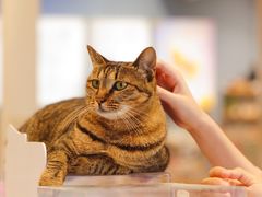 -猫的天空之城概念书店(杭州南宋御街店)