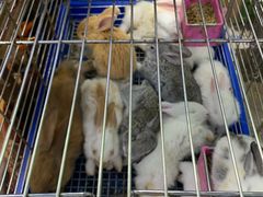 -万商花鸟市场