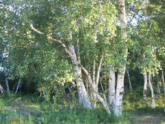 -乌兰布统景区-白桦林