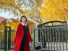-三里屯东五街银杏大道