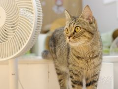 -COLOR PETS 撸猫馆·购猫·猫咖(长风大悦城店)