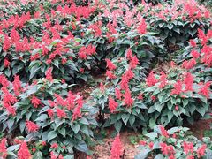 -松山湖梦幻百花洲