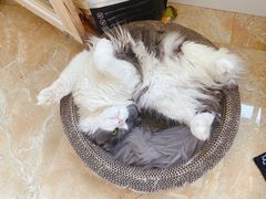-派美特宠物医院·核磁CT·骨科肿瘤·疑难转诊(沈农禾丰店)