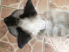 -中农国际动物医院24小时·猫科·骨科·急重症中心