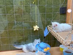 -帕帕拉兹宠物(亚洲旗舰店)