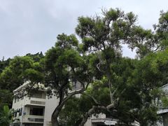 -南丫岛