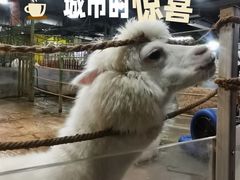 -上海大自然野生昆虫馆(东方明珠·爬宠昆虫探索中心)
