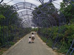-大塘金香草谷