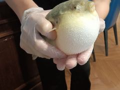 -肆月河豚·新淮扬(金融街店)