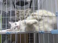 -凯特喵百思猫专科医院