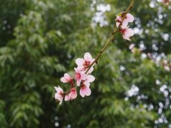 -狐尾山公园