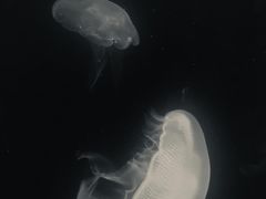 -深圳野生动物园