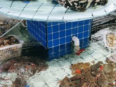 -大锅强·蒸海鲜青岛菜(吾悦广场店)