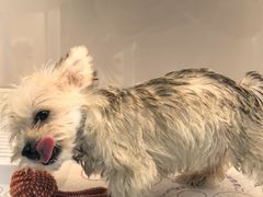 -翊宠yipet猫狗购宠庄园犬舍•猫舍