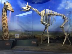 -国家自然博物馆