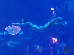 -烟台海昌鲸鲨海洋公园