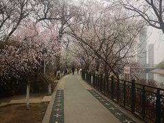 -桃花堤公园