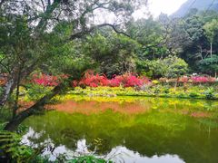 -深圳仙湖植物园