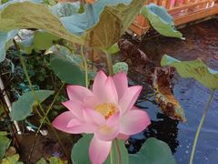 -麦园农庄·西江河鲜