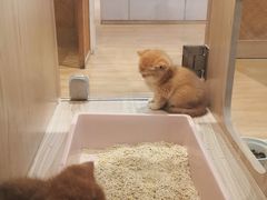-屋虎猫馆(宝安大仟里店)