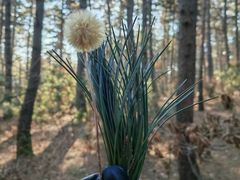 -帽儿山国家森林公园