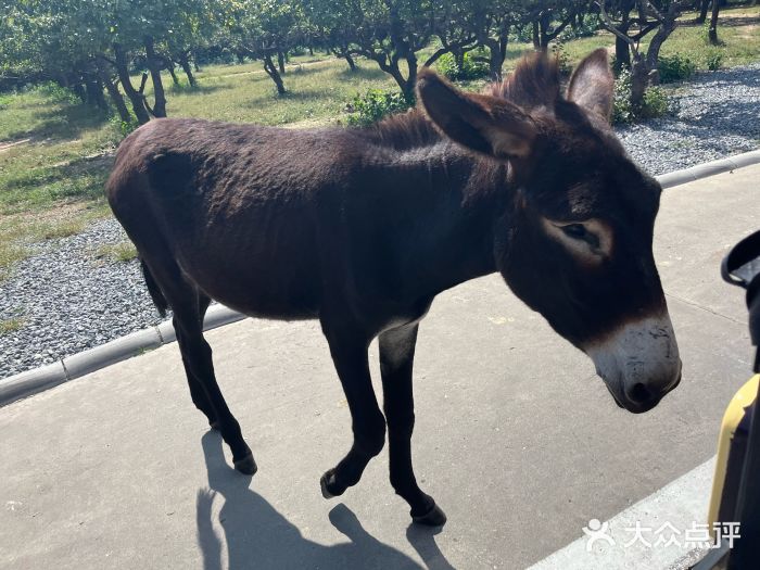 北京野生动物园图片