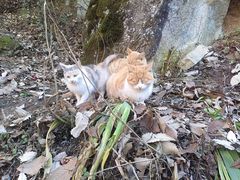 -终南山南五台景区