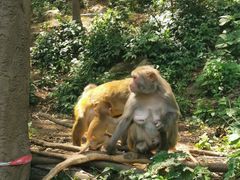 -黔灵山公园
