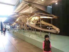 -墨尔本博物馆(Melbourne Museum)
