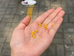 -COTTON CAFE(德信·中外公寓店)