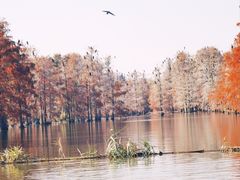 -池杉湖湿地公园