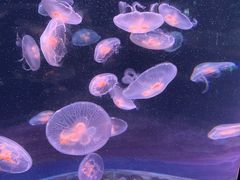 -欢乐海岸海洋奇梦馆