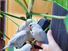 -吉丁鸟咖·异宠·寄养