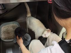 -宠颐生斯嘉宠物医院·急重症·心内科(谷阳北路分院)