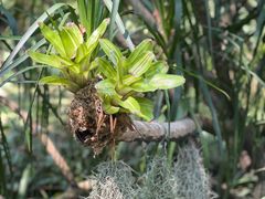 -中国科学院华南植物园