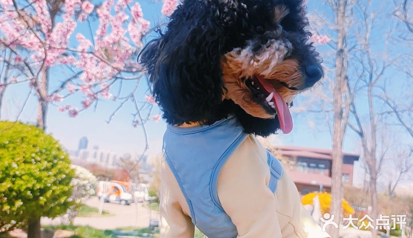 樱花季的旅行