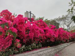 -顺峰山公园