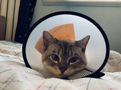 -纳吉亚猫专科动物医院·北北分院