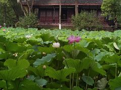 -桂湖森林公园