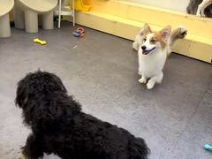 -有喵·猫咖·狗咖·30几只猫10只小狗(岗厦店)