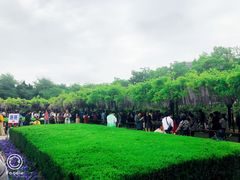 -嘉定紫藤园