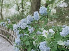 -上海共青森林公园