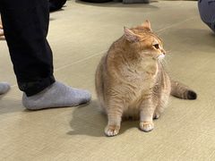 -逗柴咖啡屋·狗咖猫咖宠物桌游